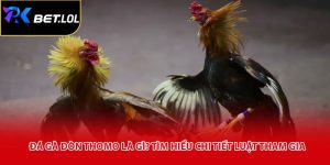 Đá Gà Đòn Thomo